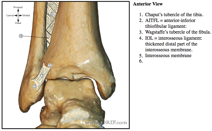 Ankle Anatomy EORIF